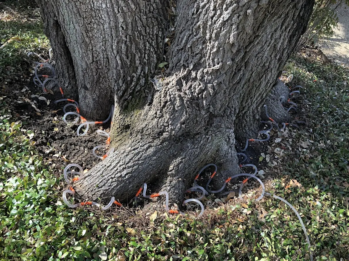 Detailed Tree Cabling and Bracing job site in Hartstown