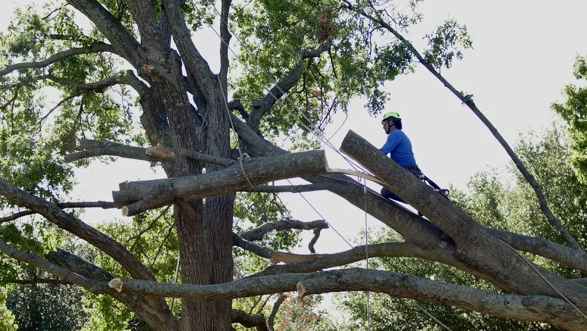 Professional Crown Thinning performed by certified arborists in Hartstown