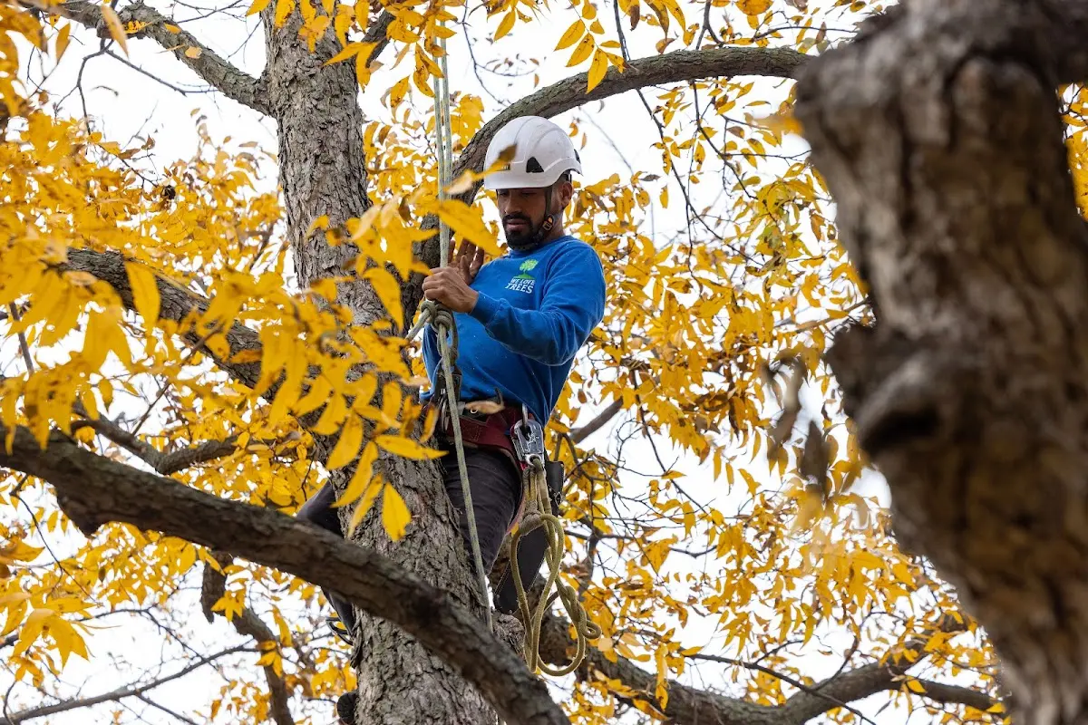 Skilled Tree Transplanting crew working in Hartstown