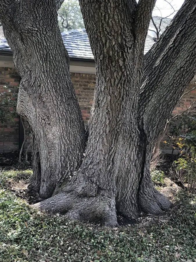 Mature heritage tree close to a Hartstown property cared for by certified arborists